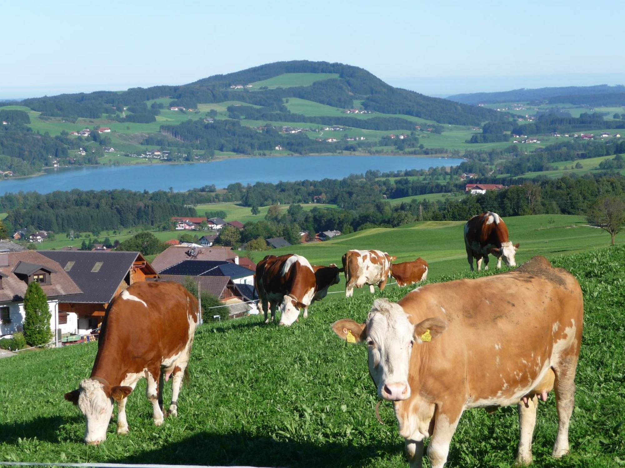 Familienferienhof Stabauer Zell am Moos Exterior foto